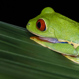 Selva Verde - Red-eyed tree frog